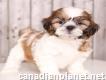 Teacup Shihtzu puppies for sale