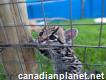 Ocelot , Caracal and Serval Kittens for sale