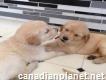 Akc Adorable Golden retriever puppies available (430-562-0726)