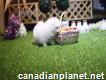 T-cup Pomerania puppies for rehoming (902) 704-3794)