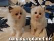 Ragdolls Kittens for sale