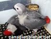 African Grey Parrots For For sale