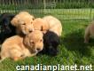 Available lab retriever puppies for rehoming