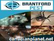 Pest Control Brantford Ontario