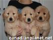 Cute golden retriever pups available