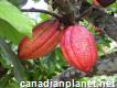 Cocoa beans certified Ecuadorian cacao / cocoa beans