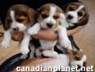 Beautiful Tri-colour Beagle puppies for sale.