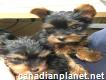 Free Beautiful gorgeous yorkies puppies not for sell free)