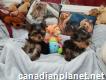 2 Charming Home Trained Yorkie pups for adoption