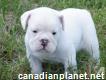 100% Pure English bulldog puppies male && female Puppy.. very(772) 446-1679