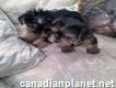 Adorable Yorkshire Terrier Puppy for Sale