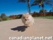 Mini teacup Pomeranian puppy s--w--e--e--t