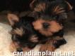 Adorable and lovely Kc Registered Yorkshire Terrier Puppies For Sale!