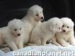 Lovely Samoyed Puppies for Sale