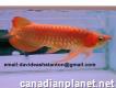 Life tropical super red chili red 24k golden Asian arowana fish.