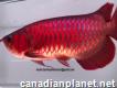 	 	affordable super red chili red and other arowana fishes available.