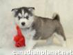 Pomsky and Siberian Husky Puppies For Adoption