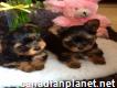 Great Small Yorkie Puppies Available