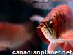 Chili Red, Asian Red, Super Red Arowana fish and many other species - Fish for sale