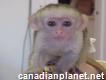 Outstanding Capuchin Monkeys for sale text us +13232503649