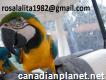 Blue And Gold Macaw Parrot For Sale