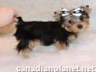 Sweet and and adorable T-cup Yorkie Pups