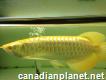 High quality Arowana fishes for sale for sale
