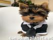 Teacup size Yorkshire Terrier puppies available now.