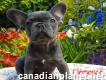 Adorable french Bulldog puppies ready Text 339-970-9126