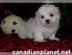 Adorable Malshi Pups For Sale