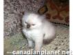 Gorgeous Purebred Ragdoll Kittens For Sale