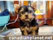 Yorkshire Terrier (yorkie) for sale