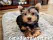 Super tiny teacup male and female Yorkie for sale
