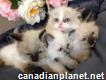 Cute Ragdoll kittens for sale.
