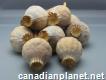 Organic Dried Papaver Somniferum Pods