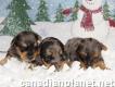 Eye-catching Tiny Teacup Yorkie puppies - Akc Reg