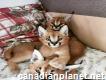Caracal & caracat kittens available