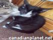 Playful American Shorthair Kittens