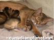 Pedigree Abyssinian Kittens For Sale