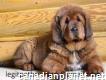 Tibetan  Mastiff Puppy Available Now