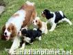 Cute  Cavalier  King  Charles  Puppies