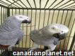 Looking for a new home for Jack and Nikki African grey parrots