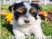 Yorkie Puppies For Sale Near Me