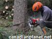 Welland Tree Removal Services