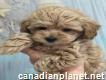 Excellent Maltipoo Puppies For Sale
