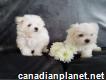 Maltese puppies 11 weeks old
