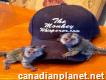 Baby Pygmy Marmoset and Capuchin Monkeys Available (719)982-8517