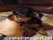 Pure breed Yorkshire terrier puppies