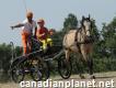 Horses Transportation Services Canada