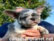 French bull dog available